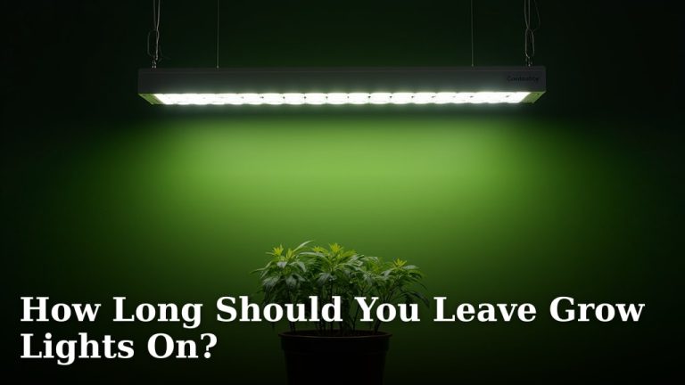 How Long Should You Leave Grow Lights On?