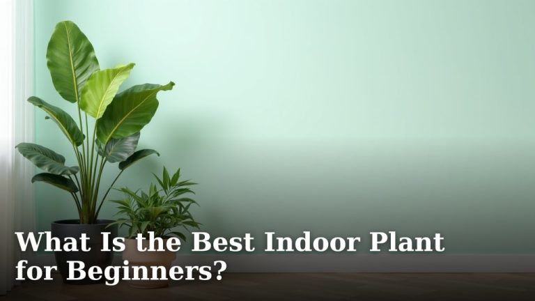 What Is the Best Indoor Plant for Beginners?