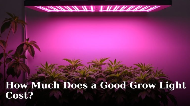 How Much Does a Good Grow Light Cost?