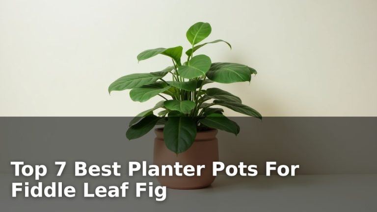 Top 7 Best Planter Pots For Fiddle Leaf Fig