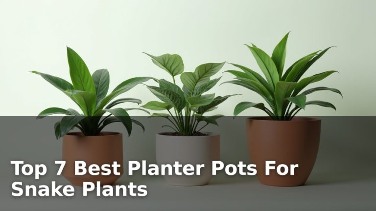 Top 7 Best Planter Pots For Snake Plants