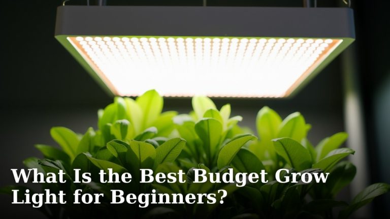 What Is the Best Budget Grow Light for Beginners?