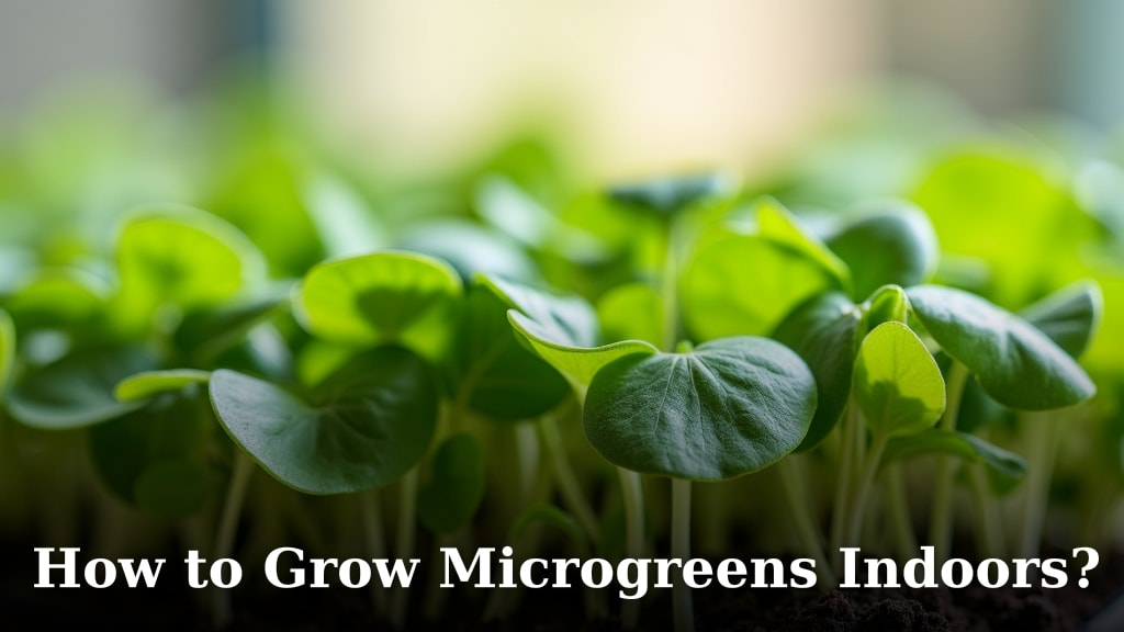 How to Grow Microgreens Indoors?