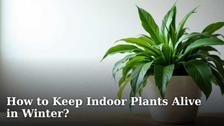 How to Keep Indoor Plants Alive in Winter?