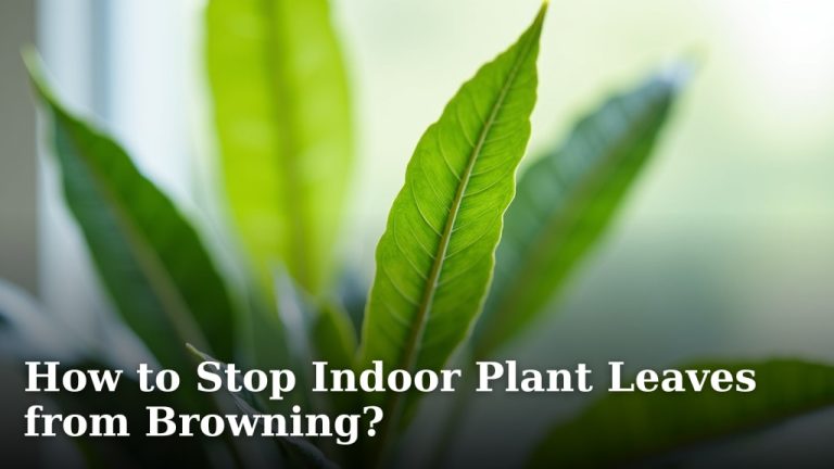 How to Stop Indoor Plant Leaves from Browning?