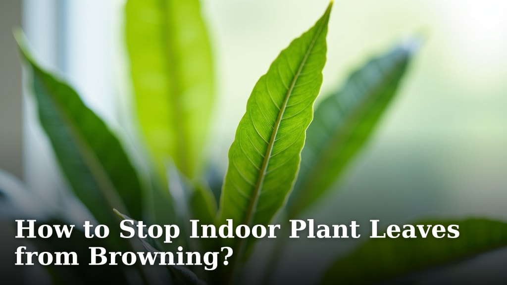 How to Stop Indoor Plant Leaves from Browning?