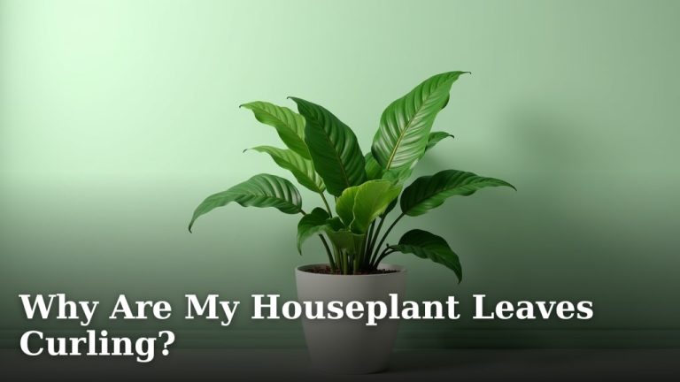 Why Are My Houseplant Leaves Curling?