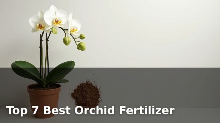 Top 7 Best Orchid Fertilizer