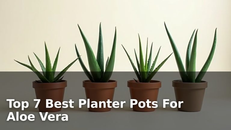 Top 7 Best Planter Pots For Aloe Vera