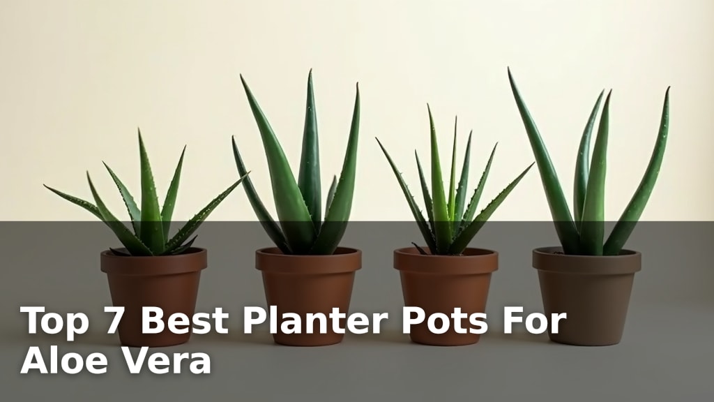 Top 7 Best Planter Pots For Aloe Vera