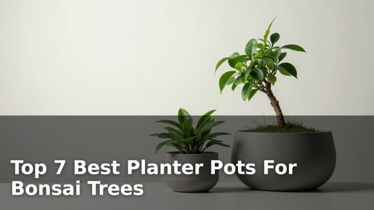 Top 7 Best Planter Pots For Bonsai Trees