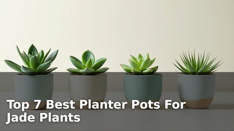 Top 7 Best Planter Pots For Jade Plants