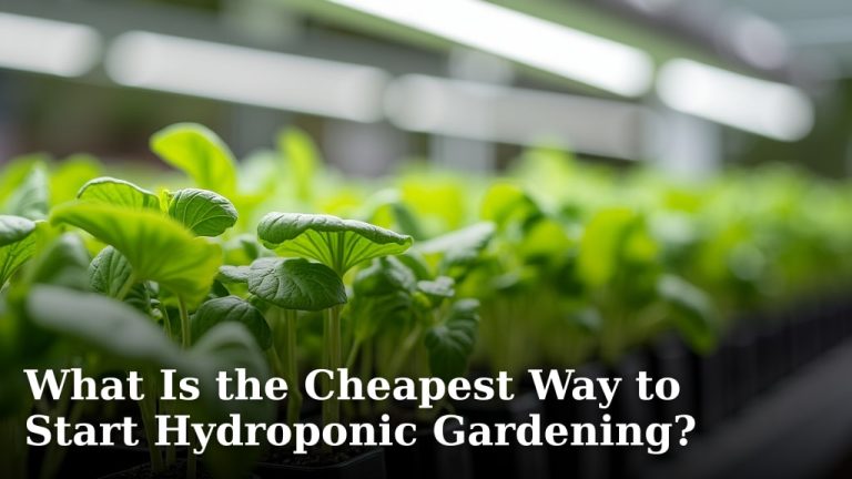 What Is the Cheapest Way to Start Hydroponic Gardening?