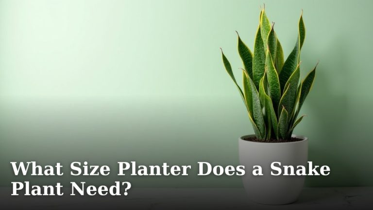 What Size Planter Does a Snake Plant Need?