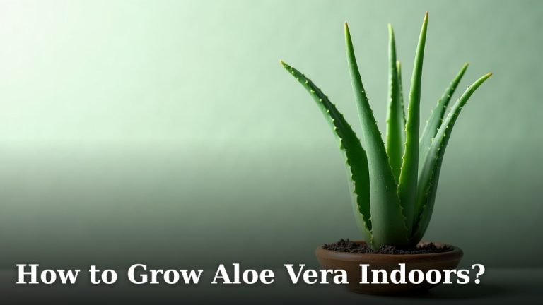 How to Grow Aloe Vera Indoors?