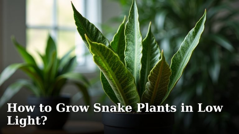 How to Grow Snake Plants in Low Light?