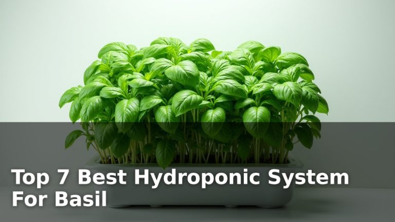 Top 7 Best Hydroponic System For Basil
