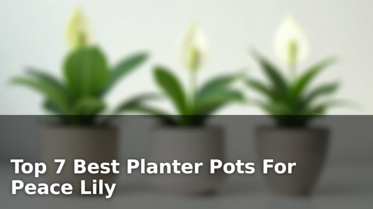 Top 7 Best Planter Pots For Peace Lily