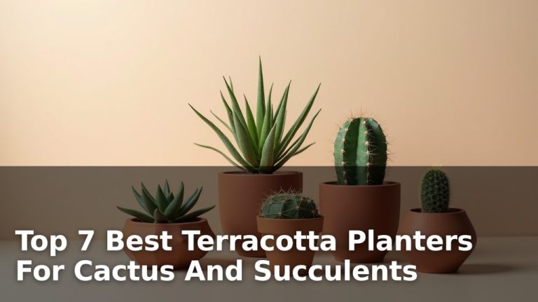 Top 7 Best Terracotta Planters For Cactus And Succulents