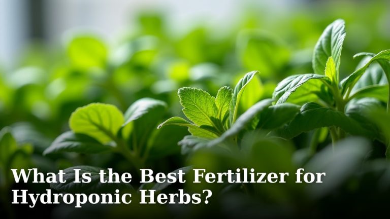 What Is the Best Fertilizer for Hydroponic Herbs?