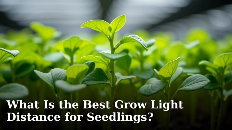 What Is the Best Grow Light Distance for Seedlings?