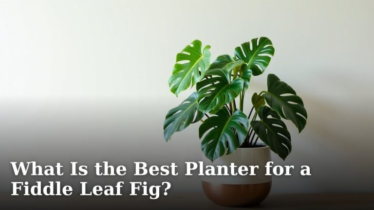 What Is the Best Planter for a Fiddle Leaf Fig?