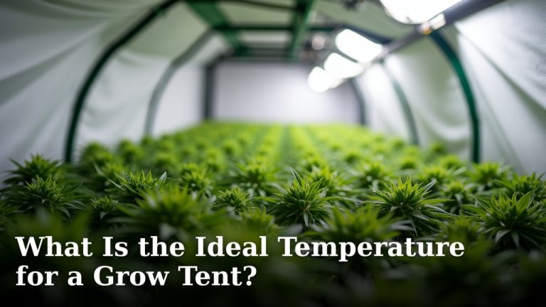 What Is the Ideal Temperature for a Grow Tent?