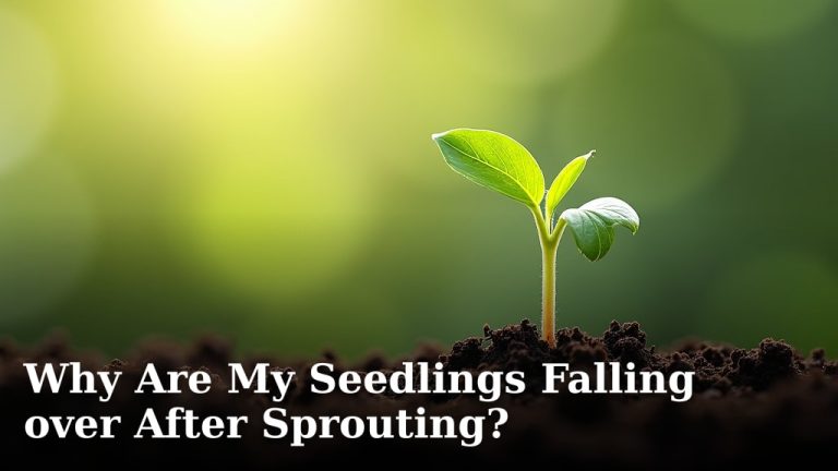 Why Are My Seedlings Falling over After Sprouting?